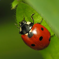 Ladybug