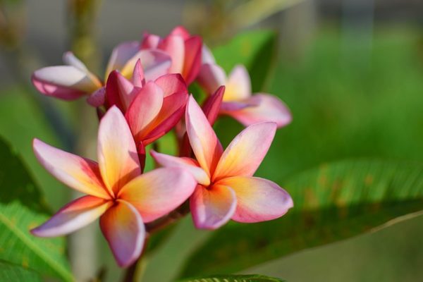 Plumeria blooms | Pat Welsh Organic and Southern California Gardening