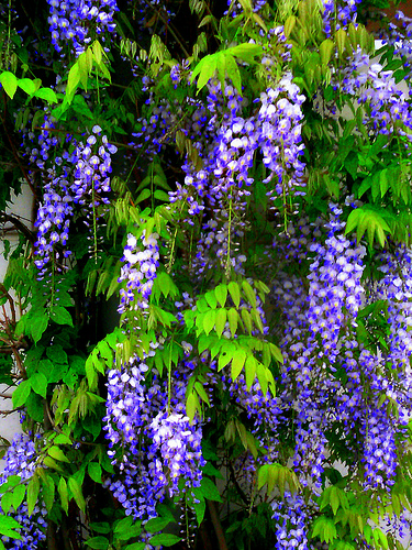 Chinese Wisterias - How To Grow And Prune | Pat Welsh Organic and ...