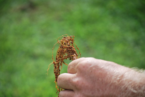 Root Knot Nematodes  Central Texas Gardener