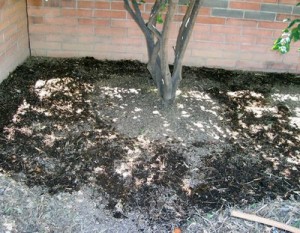 When To Spread Compost Under Fruit Trees Pat Welsh Organic And