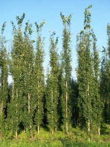 Swedish Columnar Aspen (Populus tremula 'Erecta'.) | Pat Welsh Organic