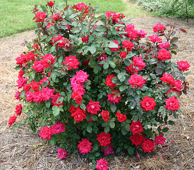 Transplanting Rose Bushes | Pat Welsh Organic and Southern California ...